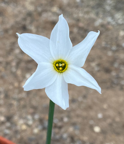 Narcissus obsoletus 